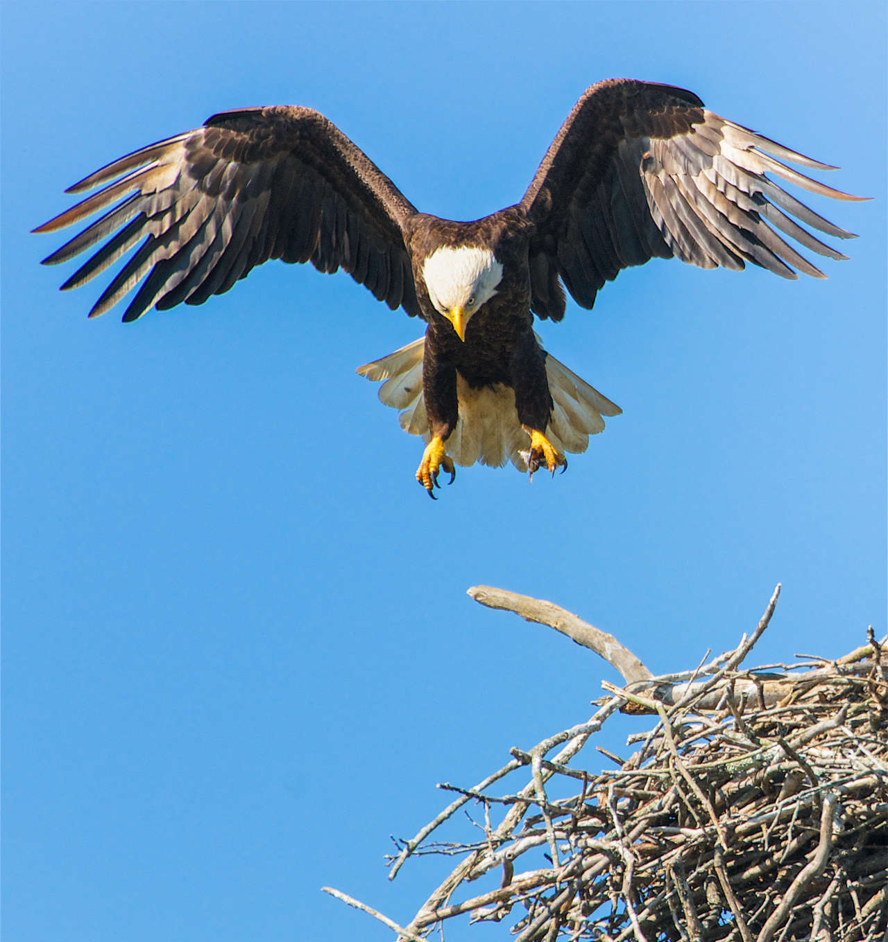 perching bald eagle