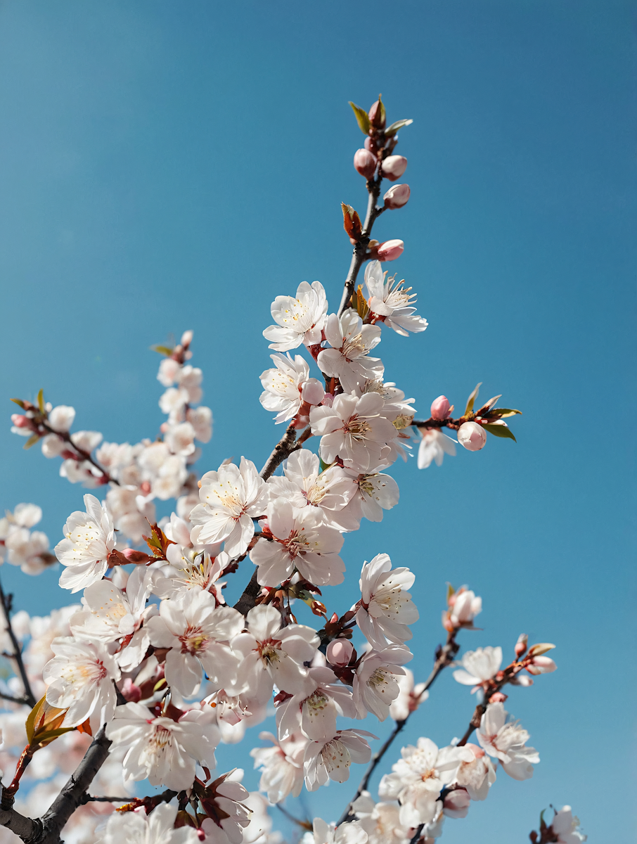 Cherry Blossoms in Bloom