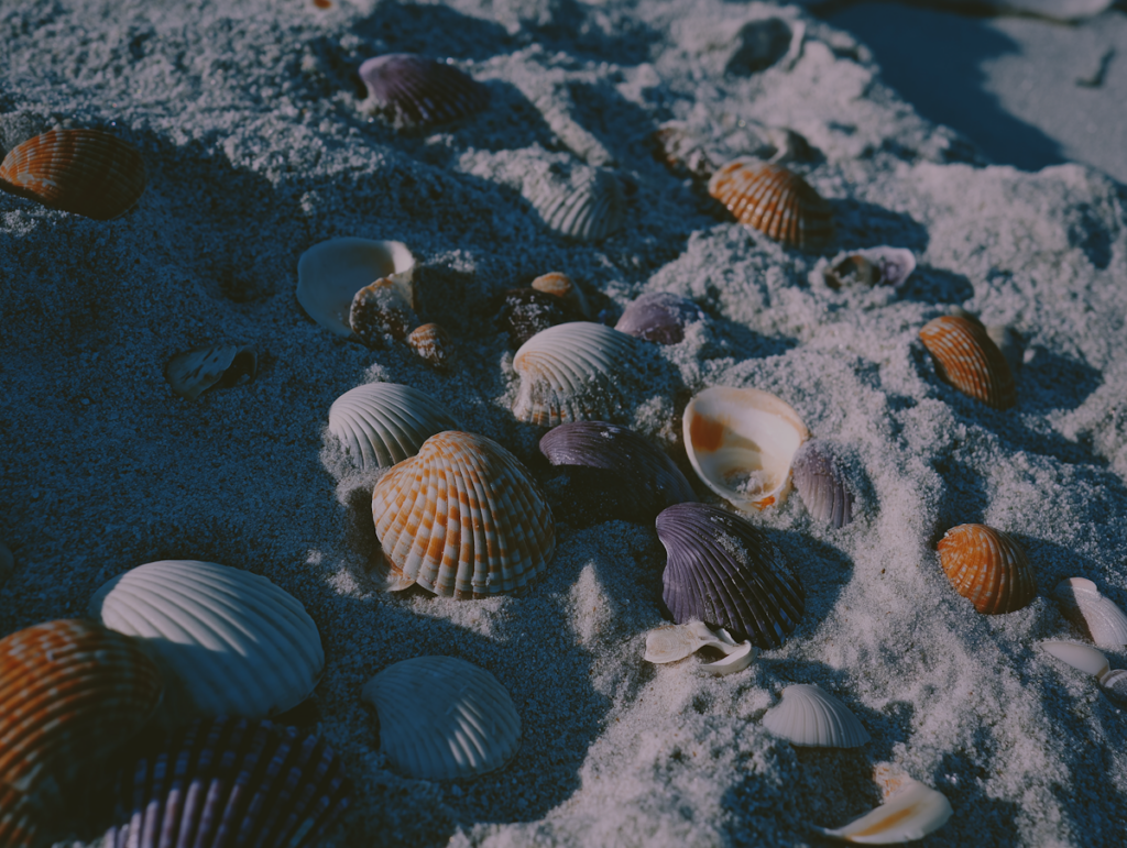 sandy beach with shells