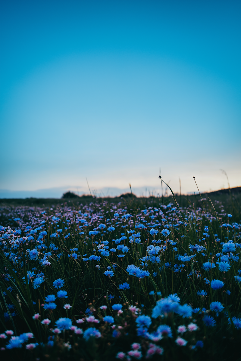 Serene Flower Meadow in Spring